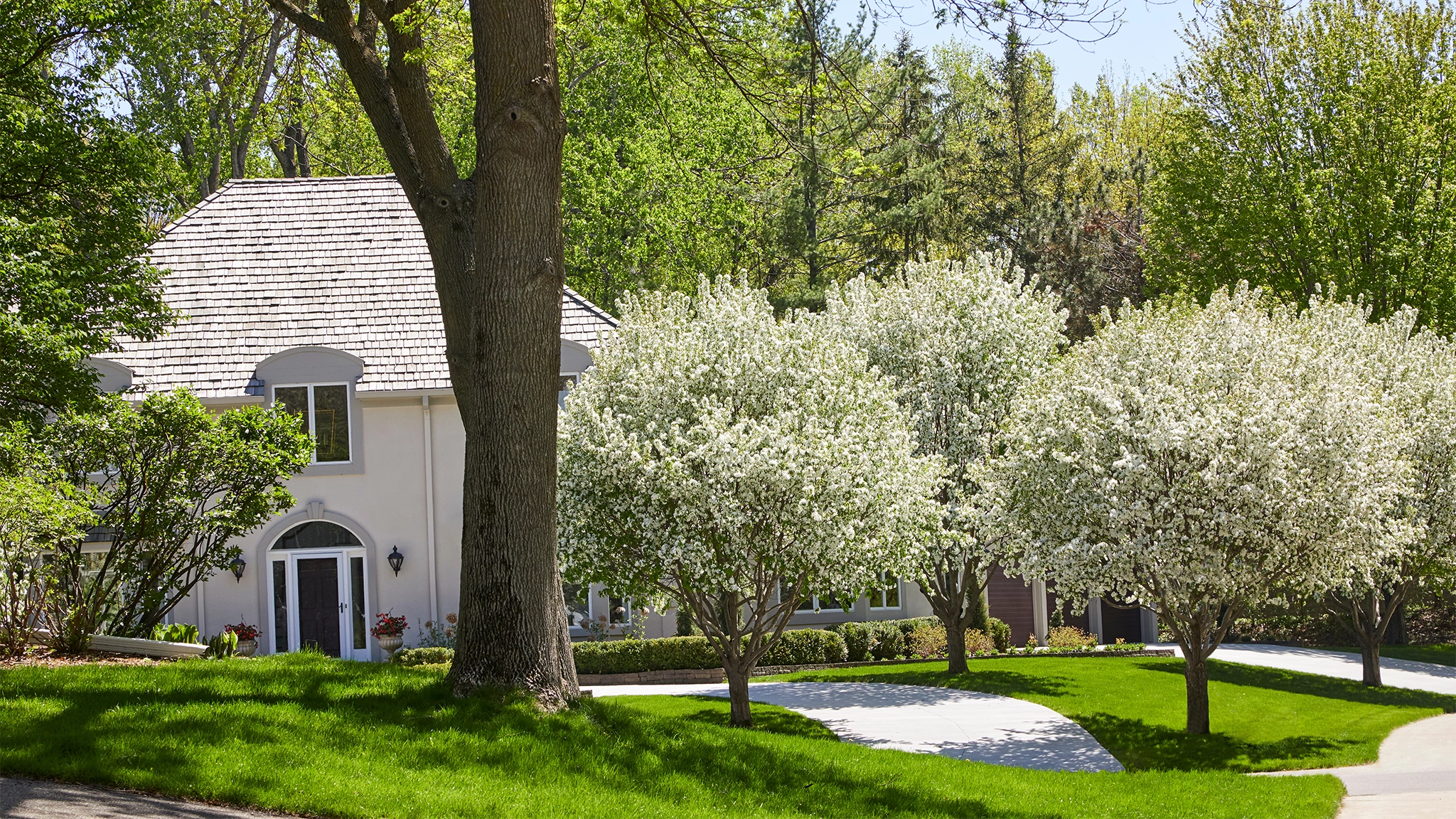 5 DIY Tree Pest Management Tips Every Homeowner Should Know