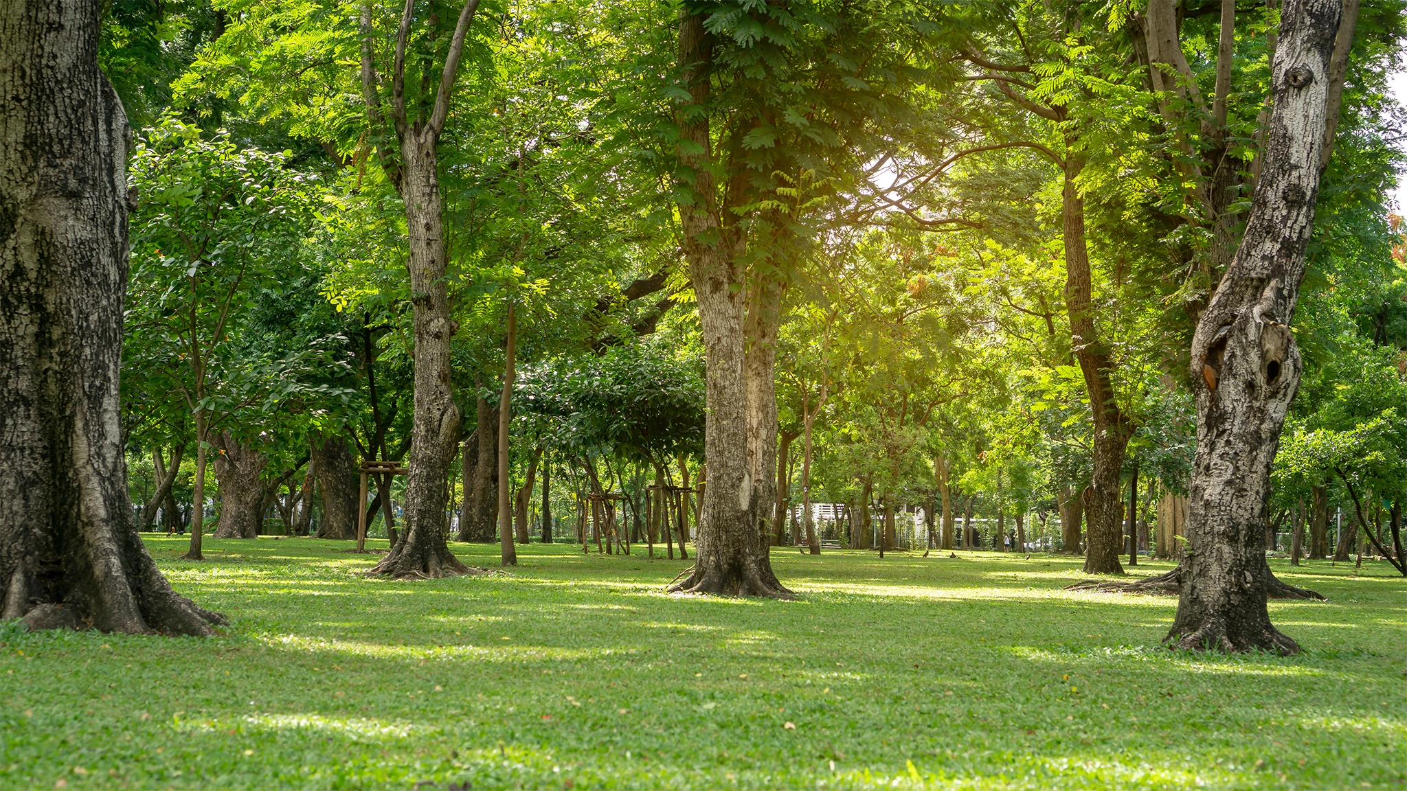 Why Tree Pest Management Is Essential for Healthy Landscapes